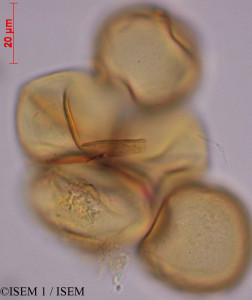 ISEM 1/Chusquea_lehmannii_29303/Chusquea_lehmannii_29303_0001(copy)_thumb.jpg